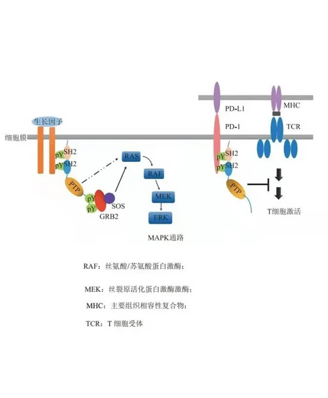 xcsports助力凌达生物SHP2变构抑制剂RG001片获批临床.jpg