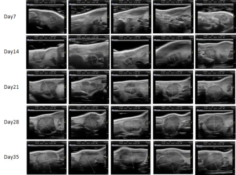 2 原位胰腺癌 PDXM-222Pa.jpg 2 原位胰腺癌 PDXM-222Pa.jpg